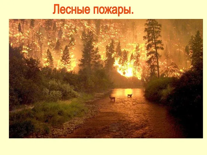 Лесные пожары.