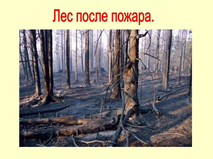 Лес после пожара.