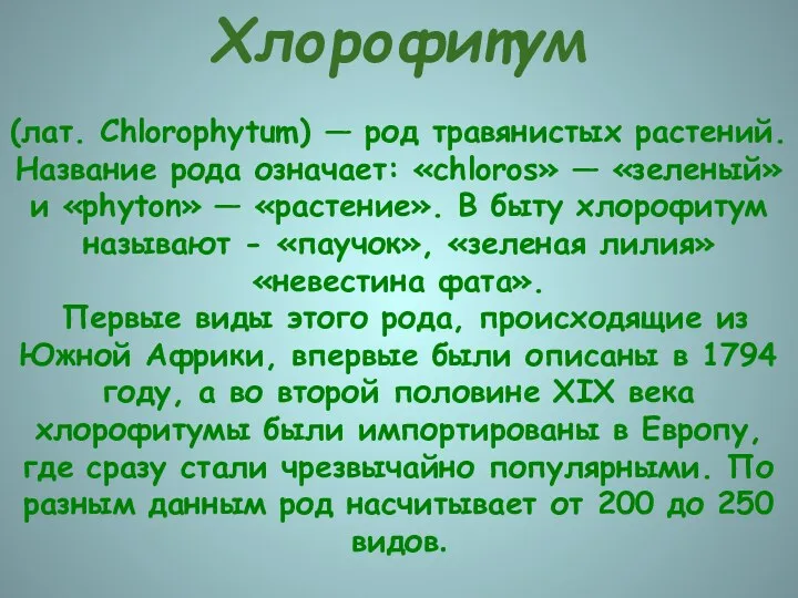 Хлорофитум (лат. Chlorophytum) — род травянистых растений. Название рода означает: «chloros» — «зеленый»