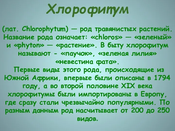 Хлорофитум (лат. Chlorophytum) — род травянистых растений. Название рода означает: