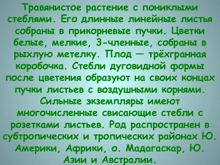 Травянистое растение с пониклыми стеблями. Его длинные линейные листья собраны