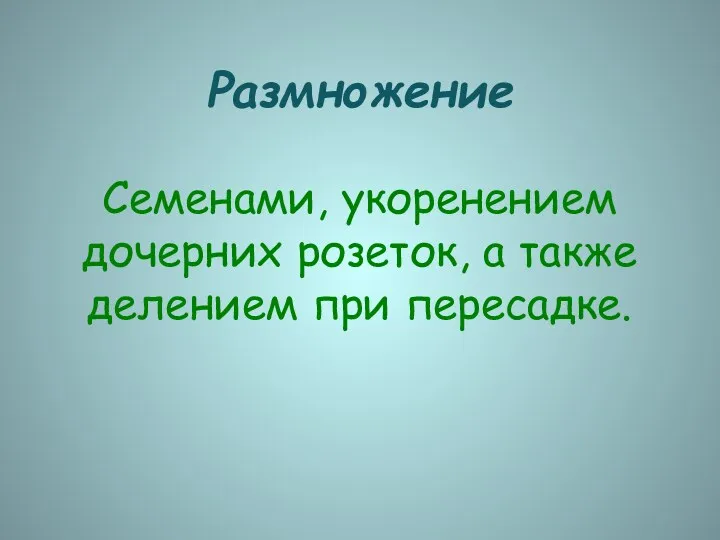 Размножение Семенами, укоренением дочерних розеток, а также делением при пересадке.