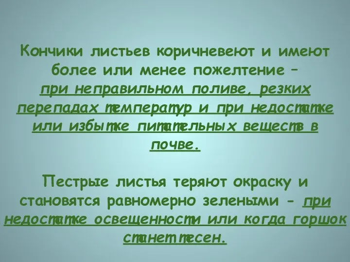 Кончики листьев коричневеют и имеют более или менее пожелтение –