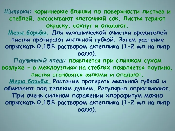 Щитовки: коричневые бляшки по поверхности листьев и стеблей, высасывают клеточный