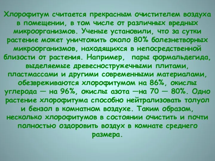 Хлорофитум считается прекрасным очистителем воздуха в помещении, в том числе