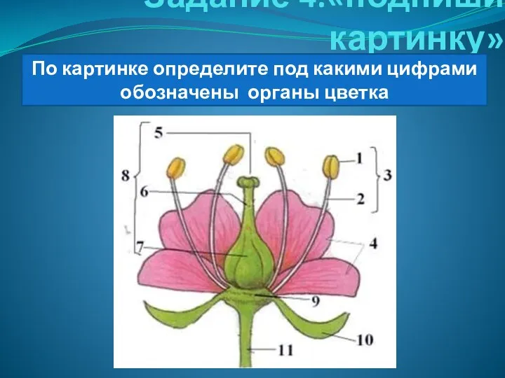 Задание 4:«подпиши картинку» По картинке определите под какими цифрами обозначены органы цветка