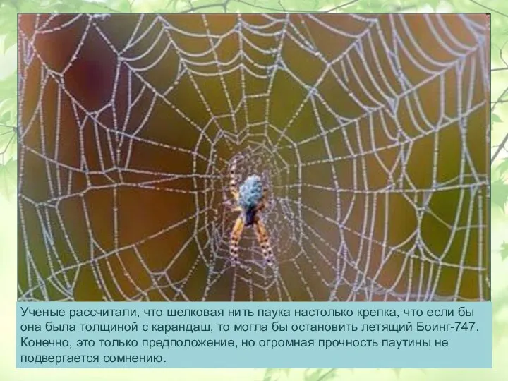 Ученые рассчитали, что шелковая нить паука настолько крепка, что если