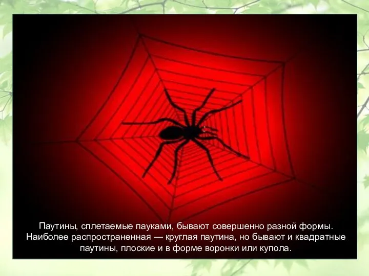 Паутины, сплетаемые пауками, бывают совершенно разной формы. Наиболее распространенная —