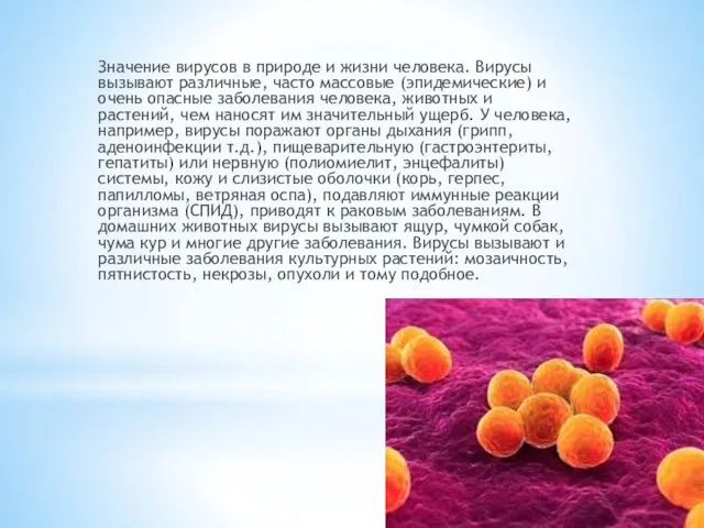 Значение вирусов в природе и жизни человека. Вирусы вызывают различные,