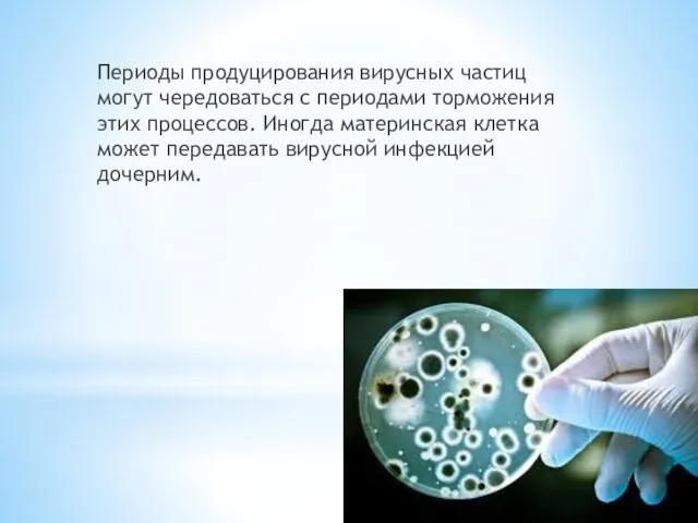 Периоды продуцирования вирусных частиц могут чередоваться с периодами торможения этих