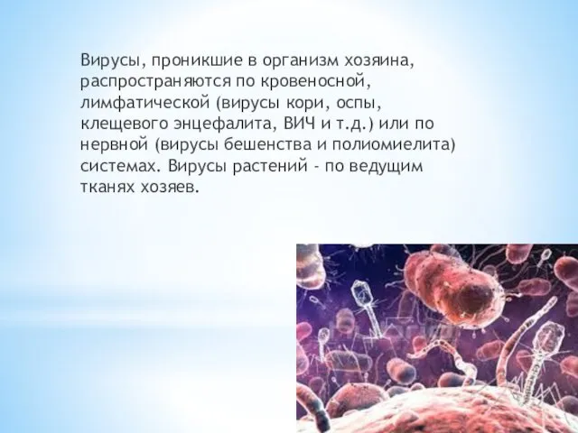 Вирусы, проникшие в организм хозяина, распространяются по кровеносной, лимфатической (вирусы