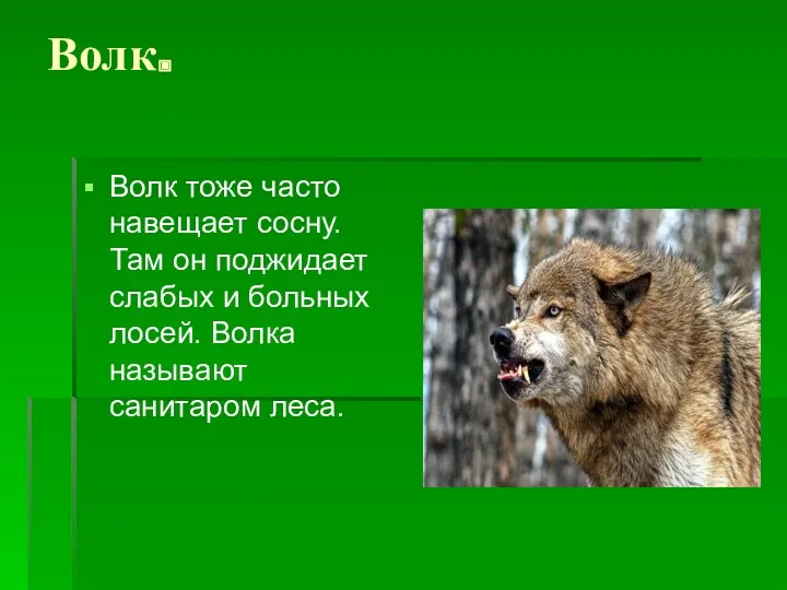 Волк. Волк тоже часто навещает сосну. Там он поджидает слабых и больных лосей.