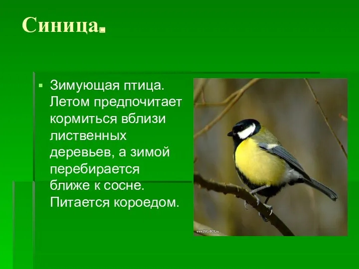 Синица. Зимующая птица. Летом предпочитает кормиться вблизи лиственных деревьев, а зимой перебирается ближе