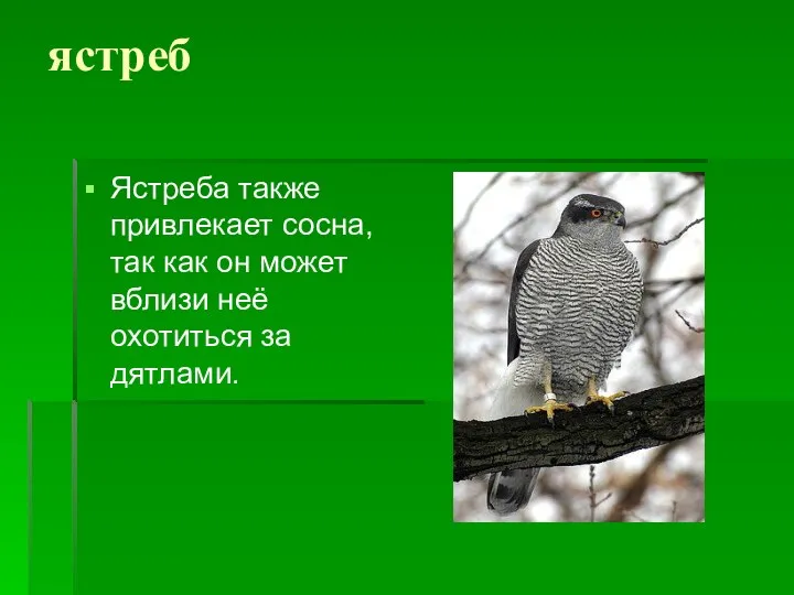 ястреб Ястреба также привлекает сосна, так как он может вблизи неё охотиться за дятлами.