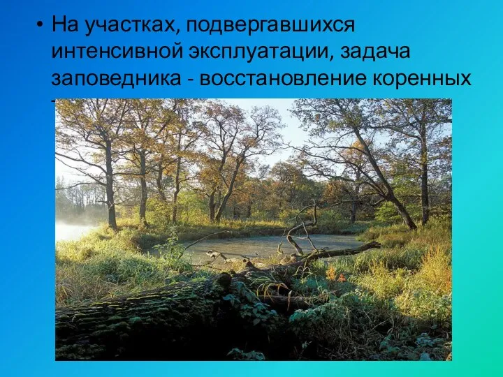 На участках, подвергавшихся интенсивной эксплуатации, задача заповедника - восстановление коренных типов леса.