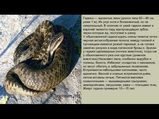 Гадюки — ядовитые змеи (длина тела 60—80 см, реже 1