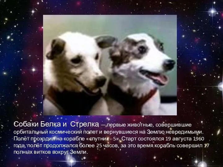 Собаки Белка и Стрелка — первые животные, совершившие орбитальный космический