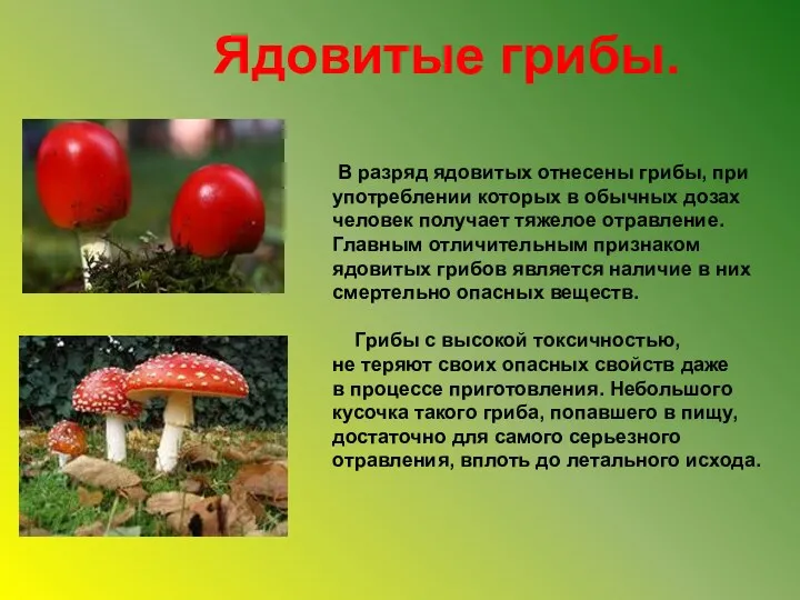 Ядовитые грибы. В разряд ядовитых отнесены грибы, при употреблении которых в обычных дозах