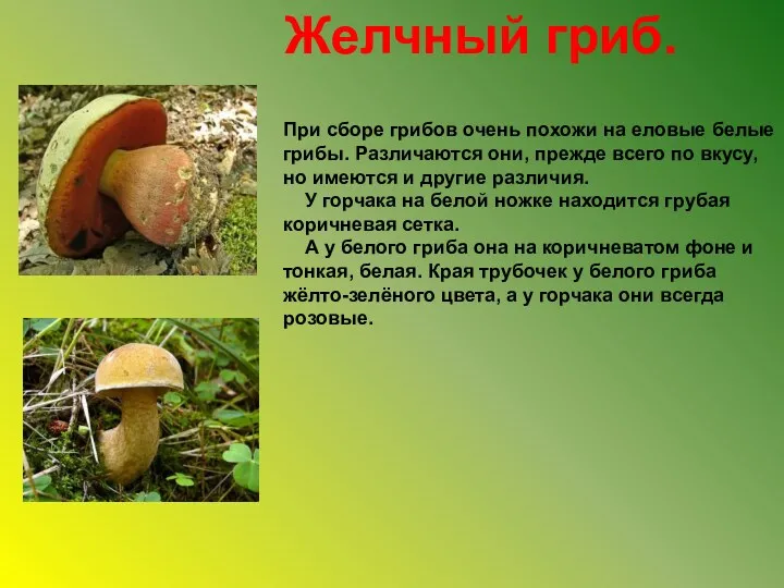 Желчный гриб. При сборе грибов очень похожи на еловые белые грибы. Различаются они,