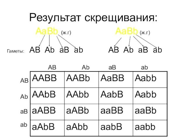 Результат скрещивания: AaBb (ж.г) AaBb (ж.г) Гаметы: AB Ab aB ab AB Ab
