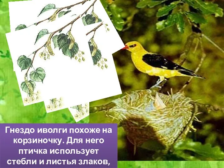 Гнездо иволги похоже на корзиночку. Для него птичка использует стебли и листья злаков, бересту.