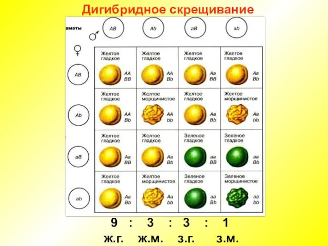 Дигибридное скрещивание 9 : 3 : 3 : 1 ж.г. ж.м. з.г. з.м.