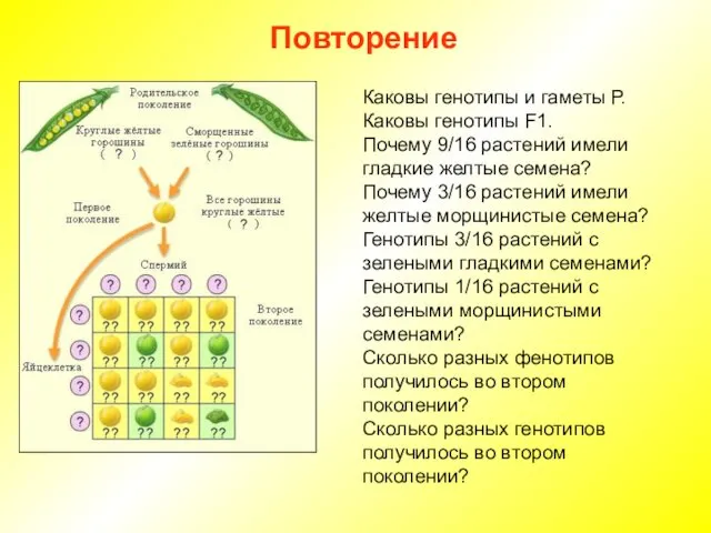 Повторение Каковы генотипы и гаметы Р. Каковы генотипы F1. Почему