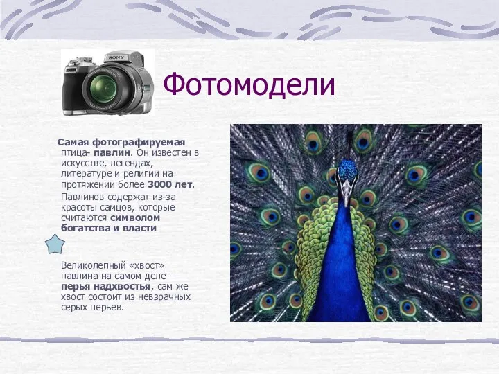 Фотомодели Самая фотографируемая птица- павлин. Он известен в искусстве, легендах, литературе и религии