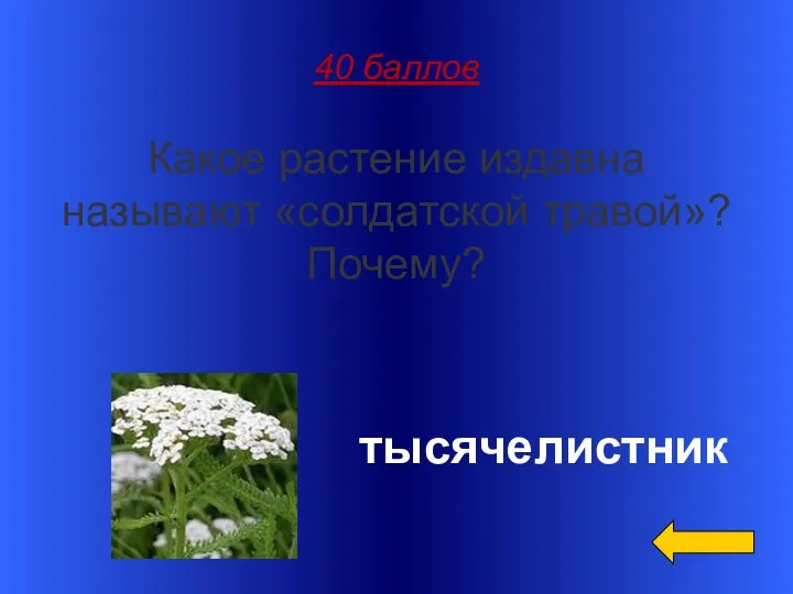 40 баллов Какое растение издавна называют «солдатской травой»? Почему? тысячелистник