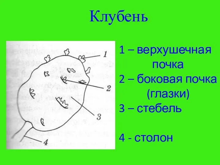 Клубень 1 – верхушечная почка 2 – боковая почка (глазки) 3 – стебель 4 - столон