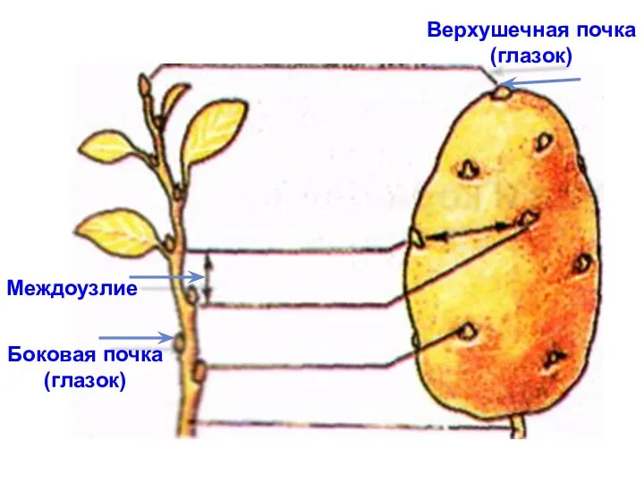 Междоузлие Боковая почка (глазок) Верхушечная почка (глазок)