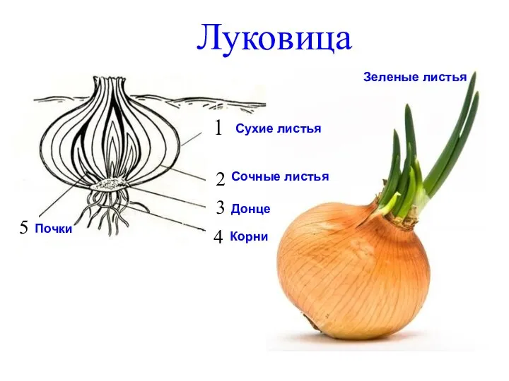 Луковица 1 2 3 4 5 Сухие листья Сочные листья Донце Корни Почки Зеленые листья