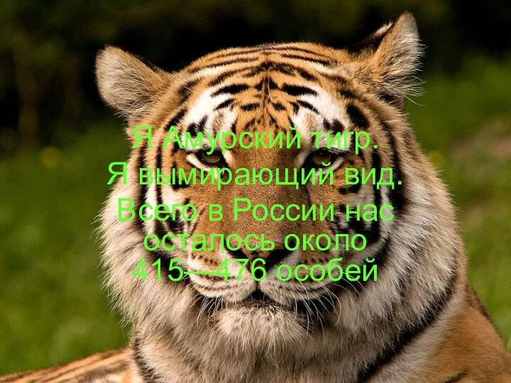 Я Амурский тигр. Я вымирающий вид. Всего в России нас осталось около 415—476 особей