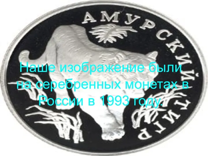 Наше изображение были на серебренных монетах в России в 1993 году.