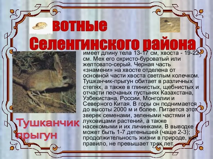 Животные Селенгинского района Тушканчик прыгун имеет длину тела 13-17 см, хвоста - 19-22
