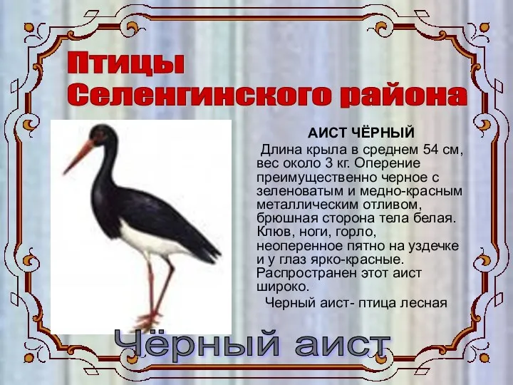 Птицы Селенгинского района Чёрный аист АИСТ ЧЁРНЫЙ Длина крыла в среднем 54 см,