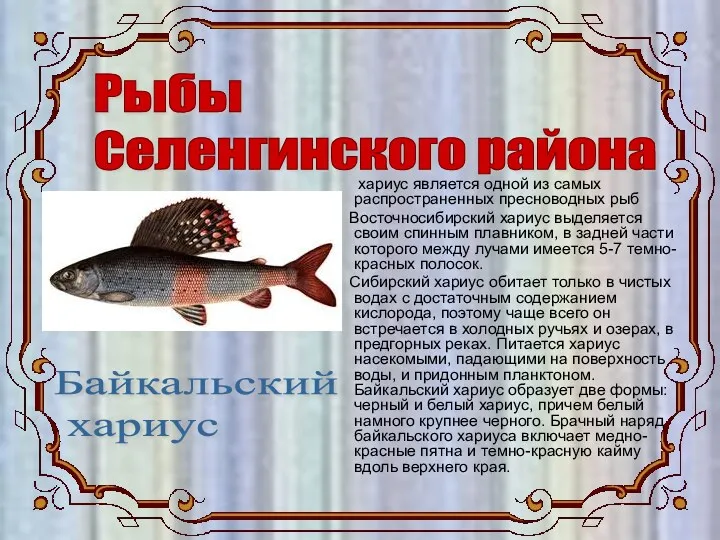 Рыбы Селенгинского района Байкальский хариус хариус является одной из самых распространенных пресноводных рыб