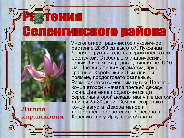 Растения Селенгинского района Лилия карликовая Многолетнее травянистое луковичное растение 20-50 см высотой. Луковица