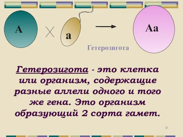 Гетерозигота - это клетка или организм, содержащие разные аллели одного