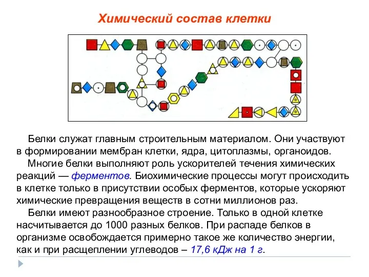 Белки служат главным строительным материалом. Они участвуют в формировании мембран