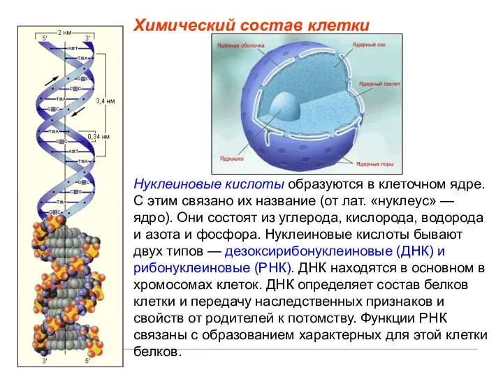 Нуклеиновые кислоты образуются в клеточном ядре. С этим связано их