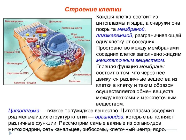 Цитоплазма — вязкое полужидкое вещество. Цитоплазма содержит ряд мельчайших структур