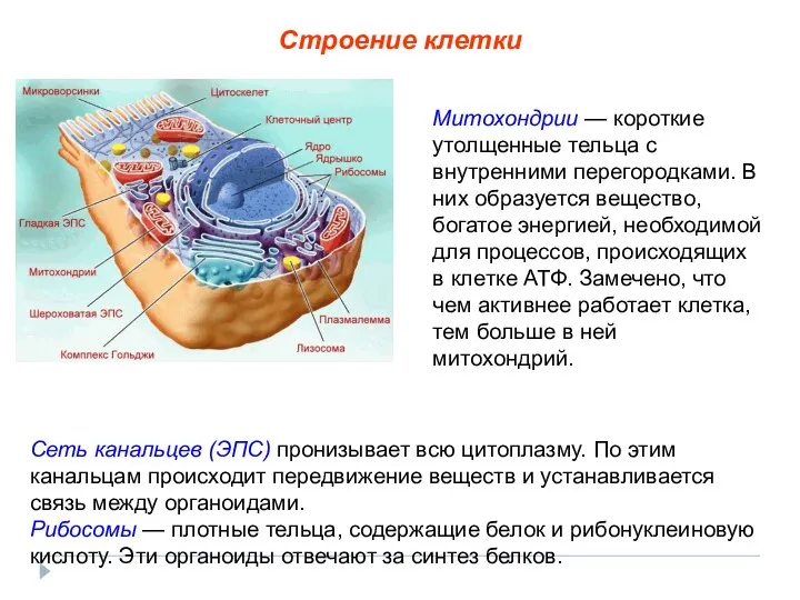 Сеть канальцев (ЭПС) пронизывает всю цитоплазму. По этим канальцам происходит