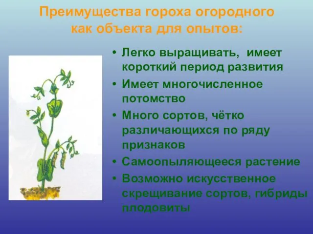 Преимущества гороха огородного как объекта для опытов: Легко выращивать, имеет короткий период развития
