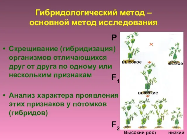 Гибридологический метод – основной метод исследования Скрещивание (гибридизация) организмов отличающихся друг от друга