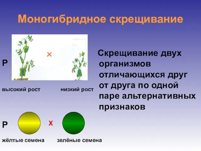 Моногибридное скрещивание Скрещивание двух организмов отличающихся друг от друга по одной паре альтернативных