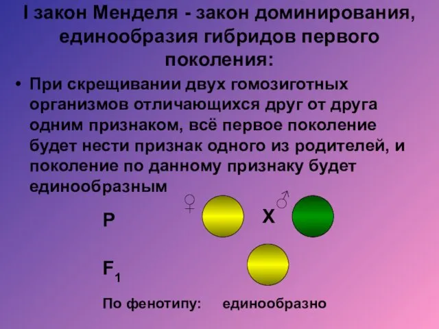 I закон Менделя - закон доминирования, единообразия гибридов первого поколения: