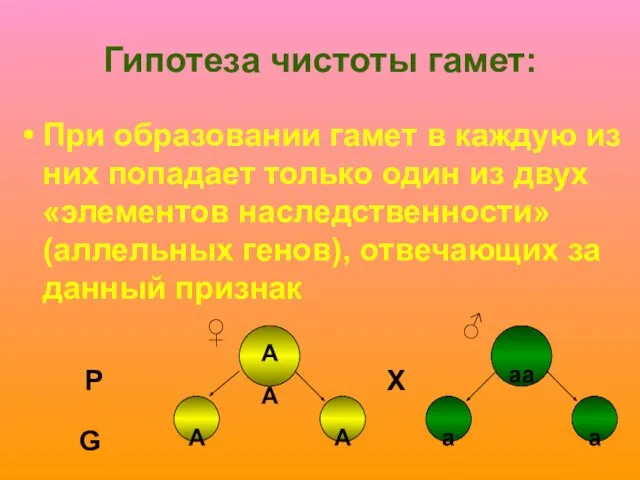 Гипотеза чистоты гамет: При образовании гамет в каждую из них попадает только один