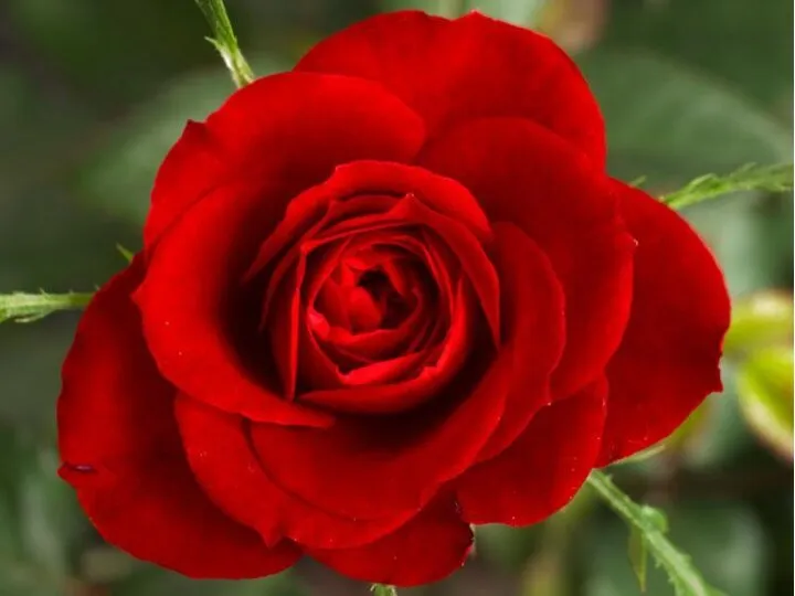 Официальный цветок Цветок-символ США - роза. Такое решение было принято в 1986 году