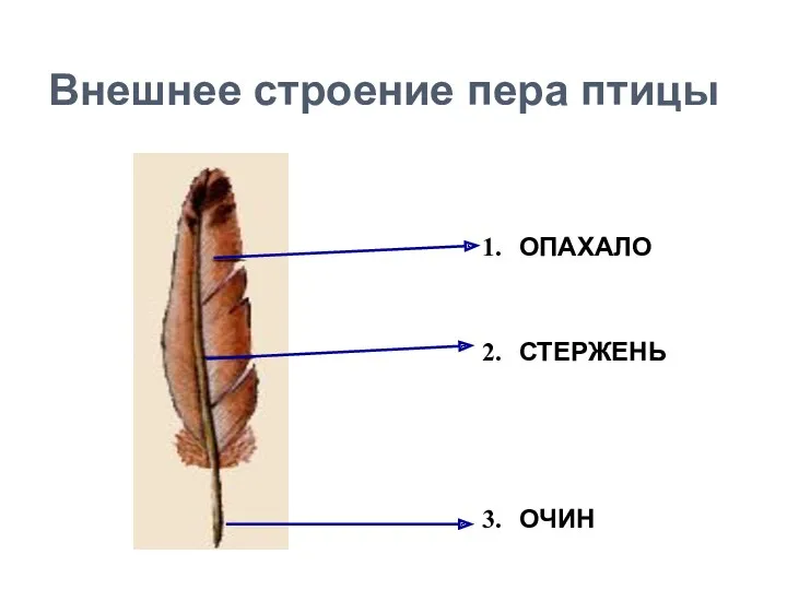 Внешнее строение пера птицы 1. 3. 2. ОПАХАЛО ОЧИН СТЕРЖЕНЬ